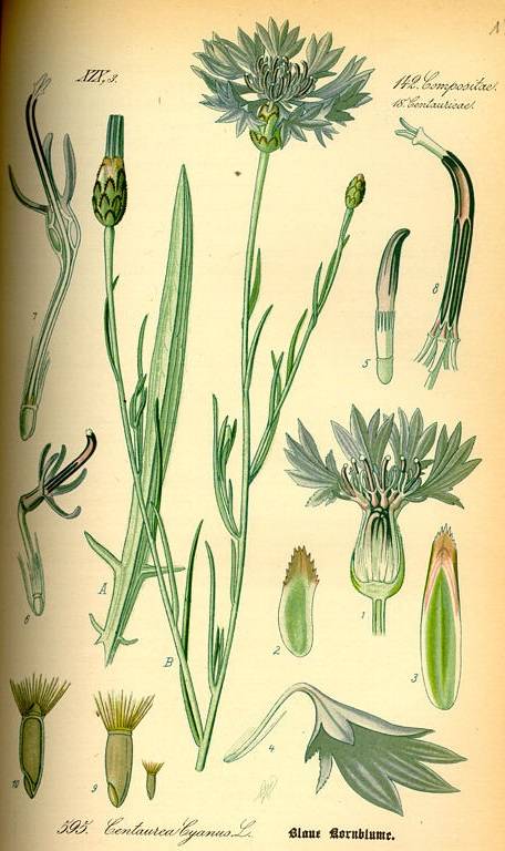 Búzavirág - Centaurea cyanus L.